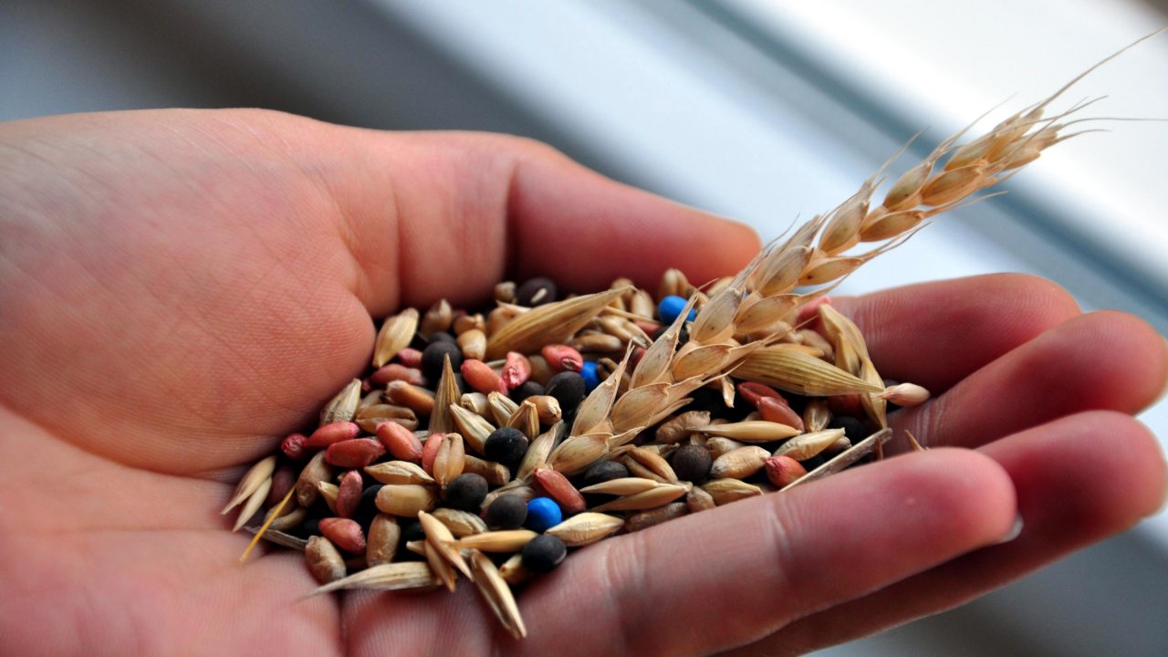 Büyükşehir Yerel Tohum Merkezi’ni 29 Ekim’de Açıyor