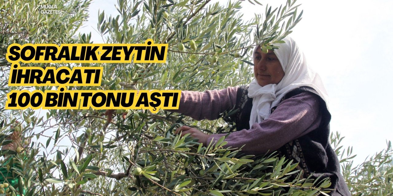 Sofralık zeytin ihracatı 100 bin tonu aştı