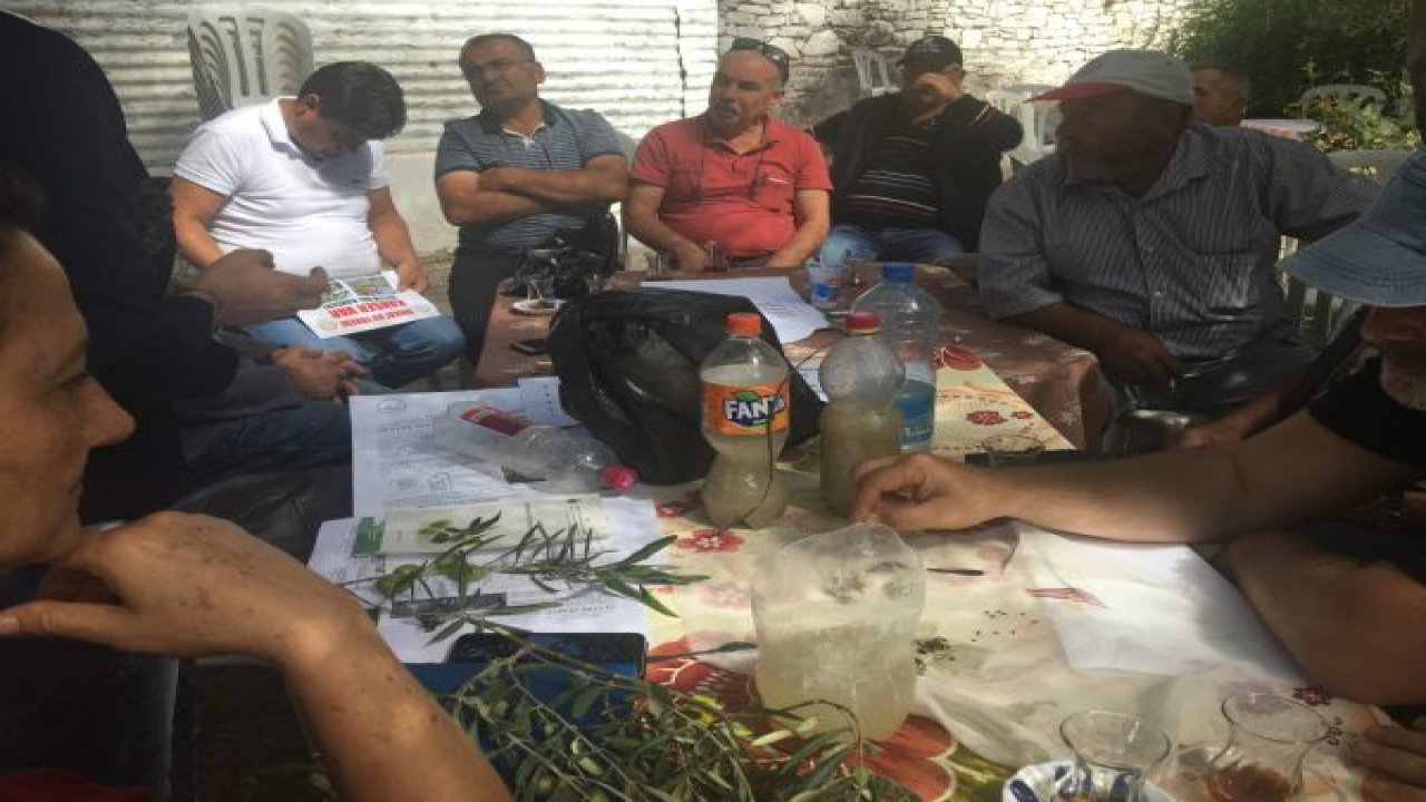 Zeytin Sineğiyle Entegre Mücadele