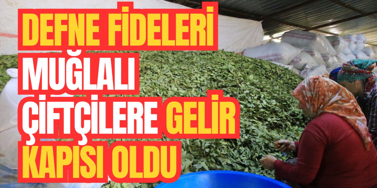 Defne fideleri Muğlalı çiftçilere gelir kapısı oldu