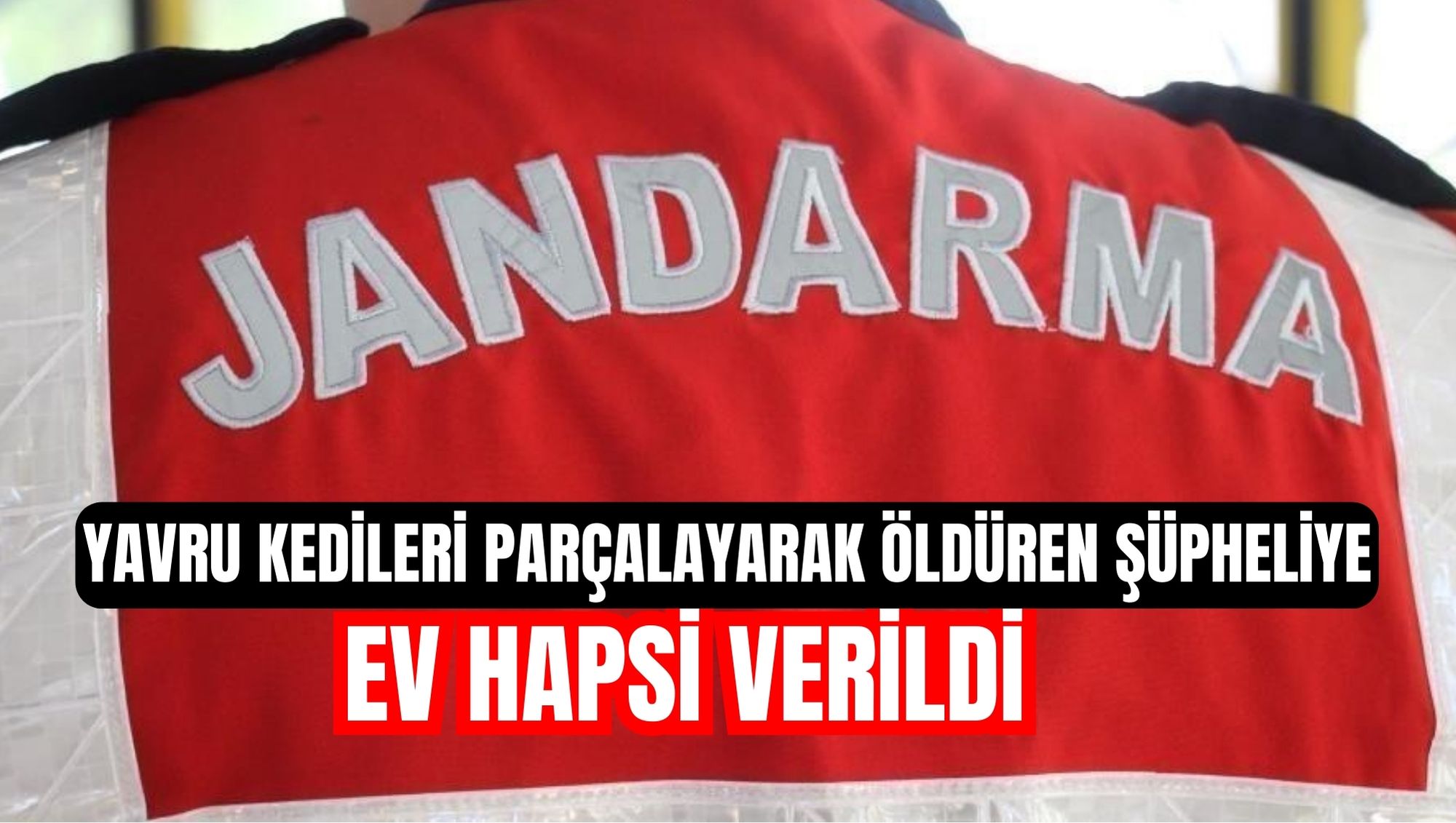 Yavru kedileri parçalayarak öldüren şüpheliye ev hapsi verildi