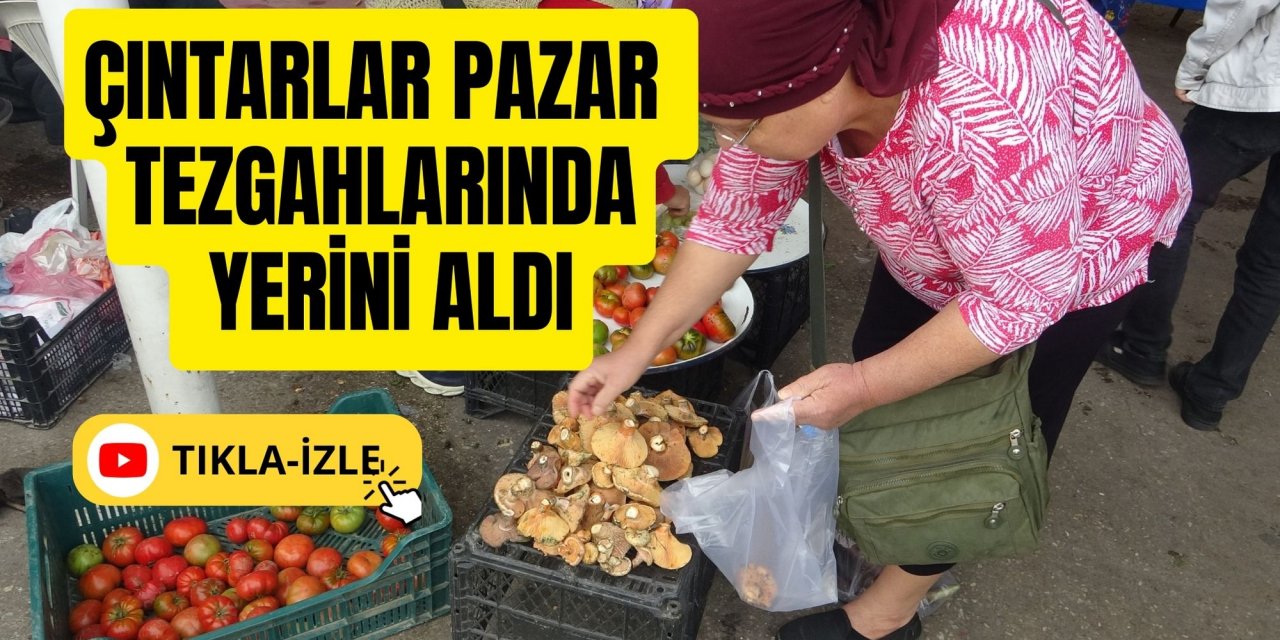 Çıntarlar pazar tezgahlarında yerini aldı