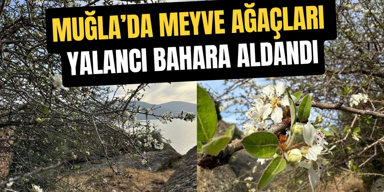 Muğla’da meyve ağaçları yalancı bahara aldandı