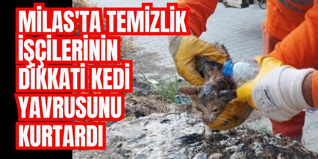 Milas'ta temizlik işçilerinin dikkati kedi yavrusunu kurtardı