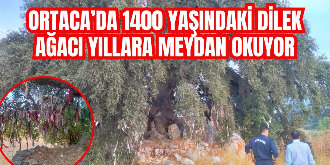 Ortaca’da 1400 yaşındaki Dilek Ağacı yıllara meydan okuyor