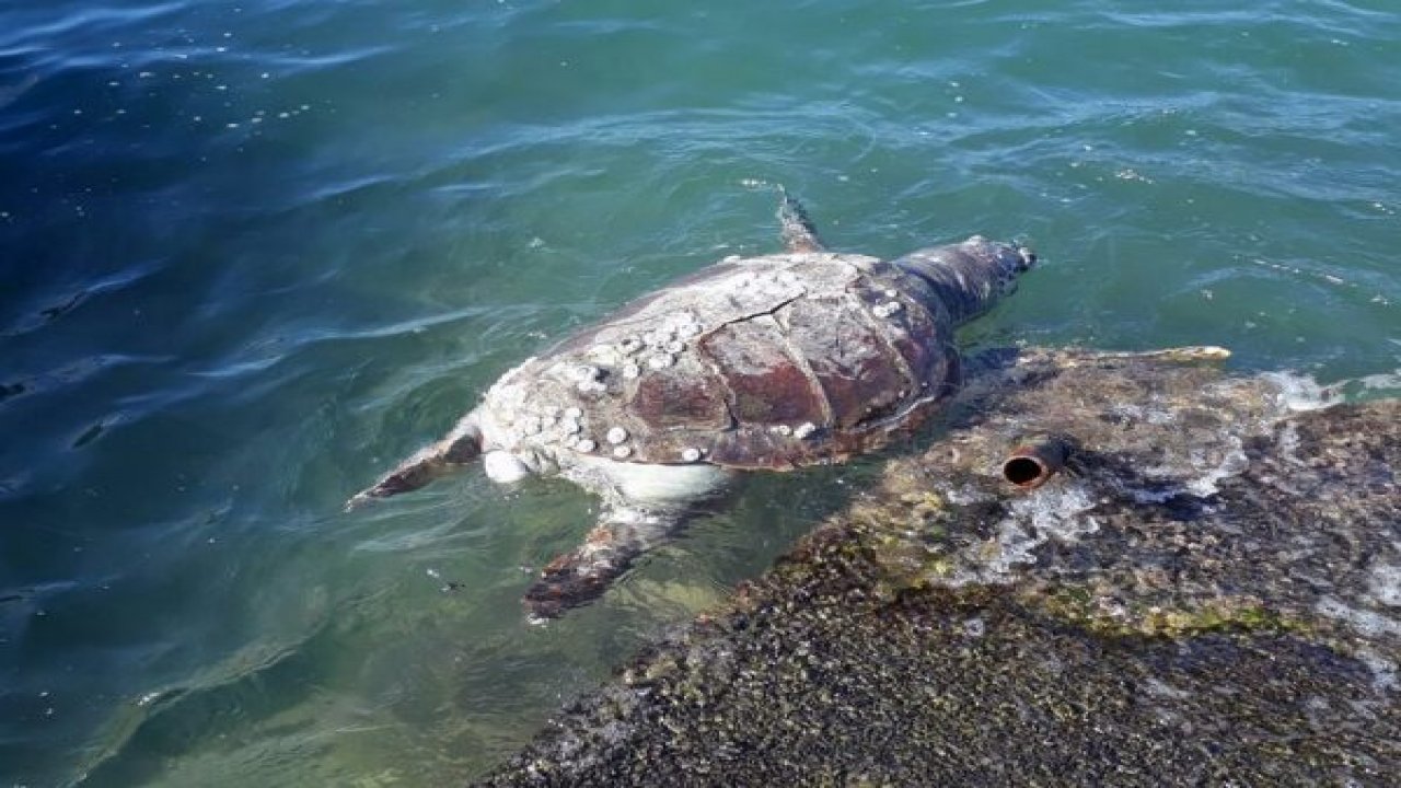 Caretta ölüsü kıyıya vurdu