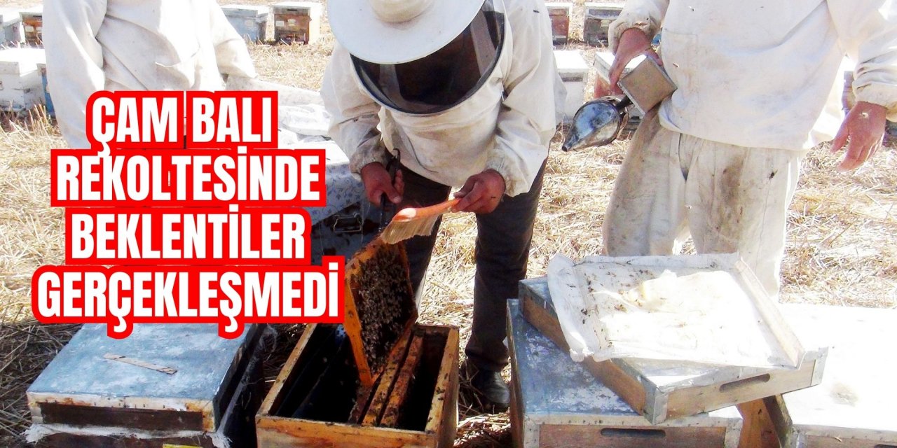 Çam balı rekoltesinde beklentiler gerçekleşmedi