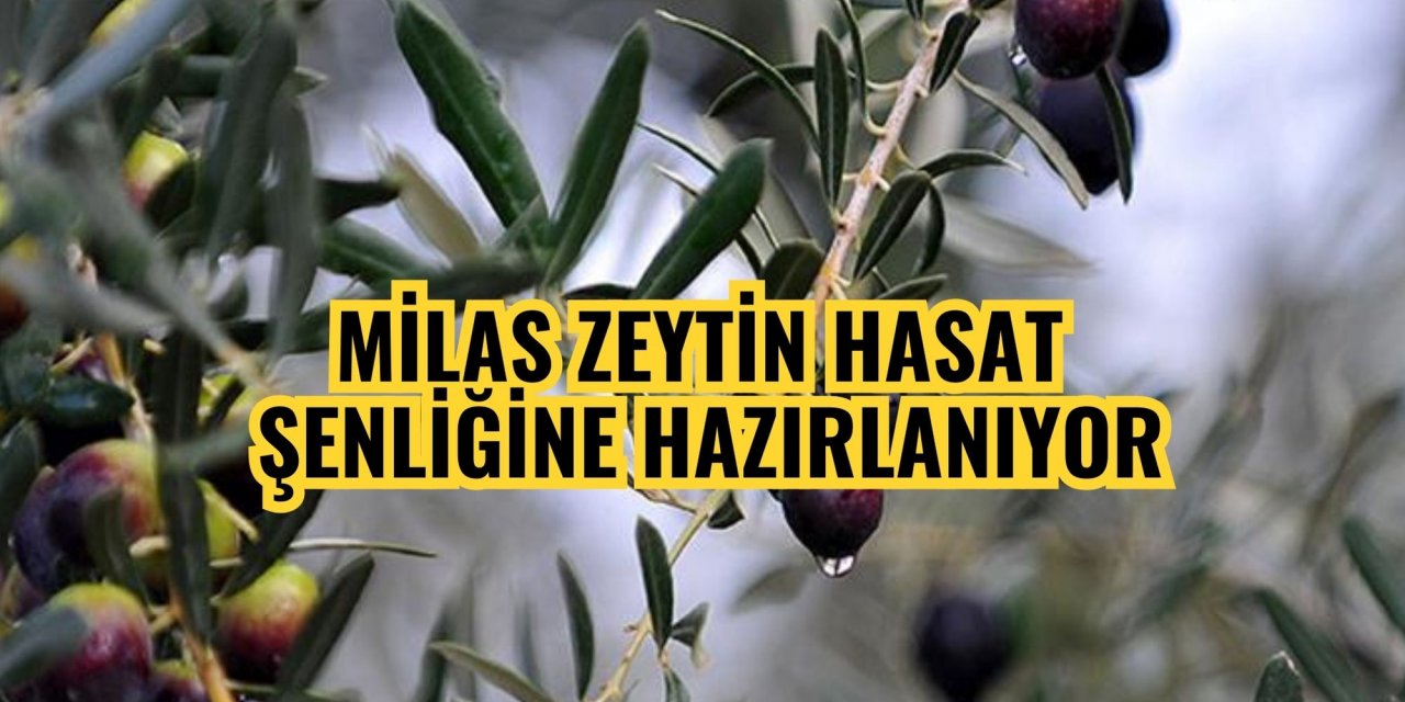 MİLAS ZEYTİN HASAT ŞENLİĞİNE HAZIRLANIYOR