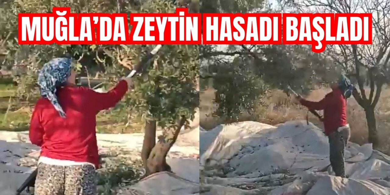 Muğla’da zeytin hasadı başladı