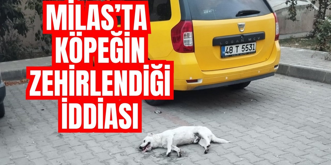 Milas’ta köpeğin zehirlendiği iddiası