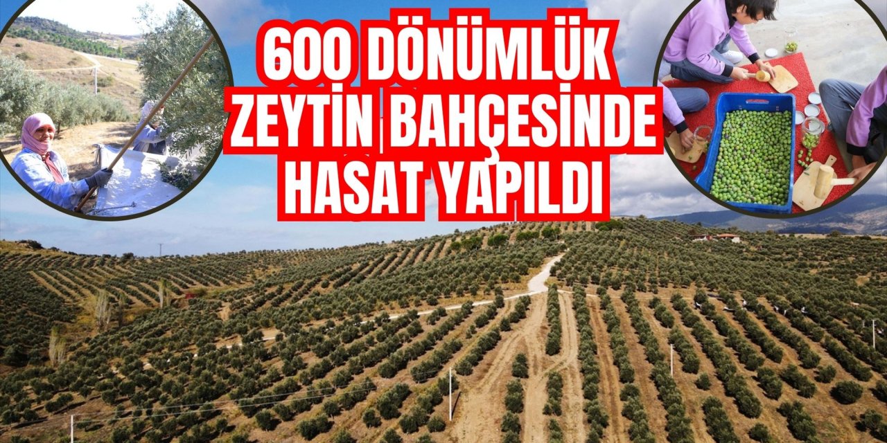 Muğla'da 600 dönümlük zeytin bahçesinde hasat yapıldı