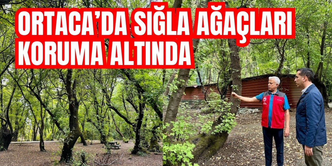 Ortaca’da sığla ağaçları koruma altında