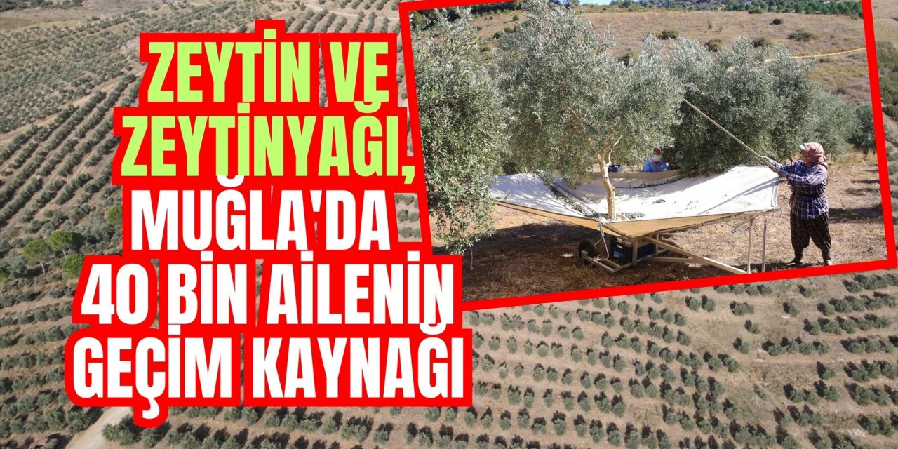 Zeytin ve zeytinyağı, Muğla'da 40 bin ailenin geçim kaynağı