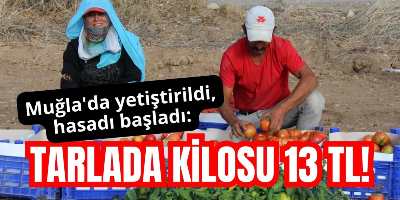 Muğla'da yetiştirildi, hasadı başladı: Tarlada kilosu 13 TL!