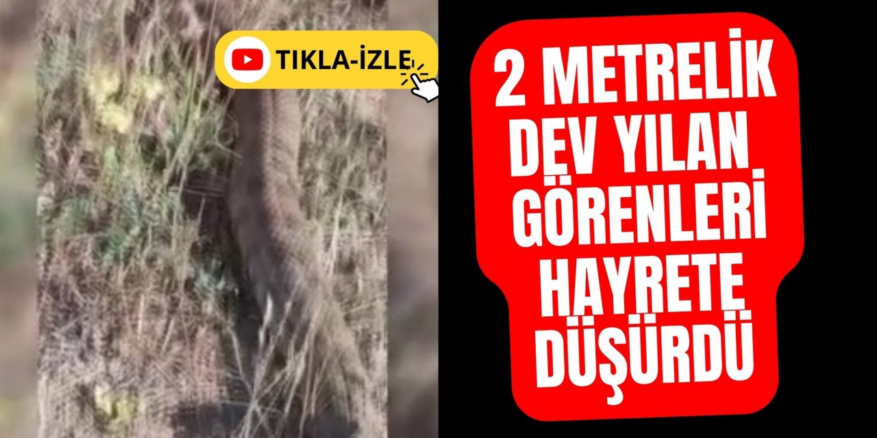 2 metrelik dev yılan görenleri hayrete düşürdü