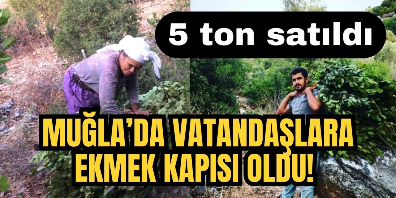 Muğla’da vatandaşlara ekmek kapısı oldu! 5 ton satıldı