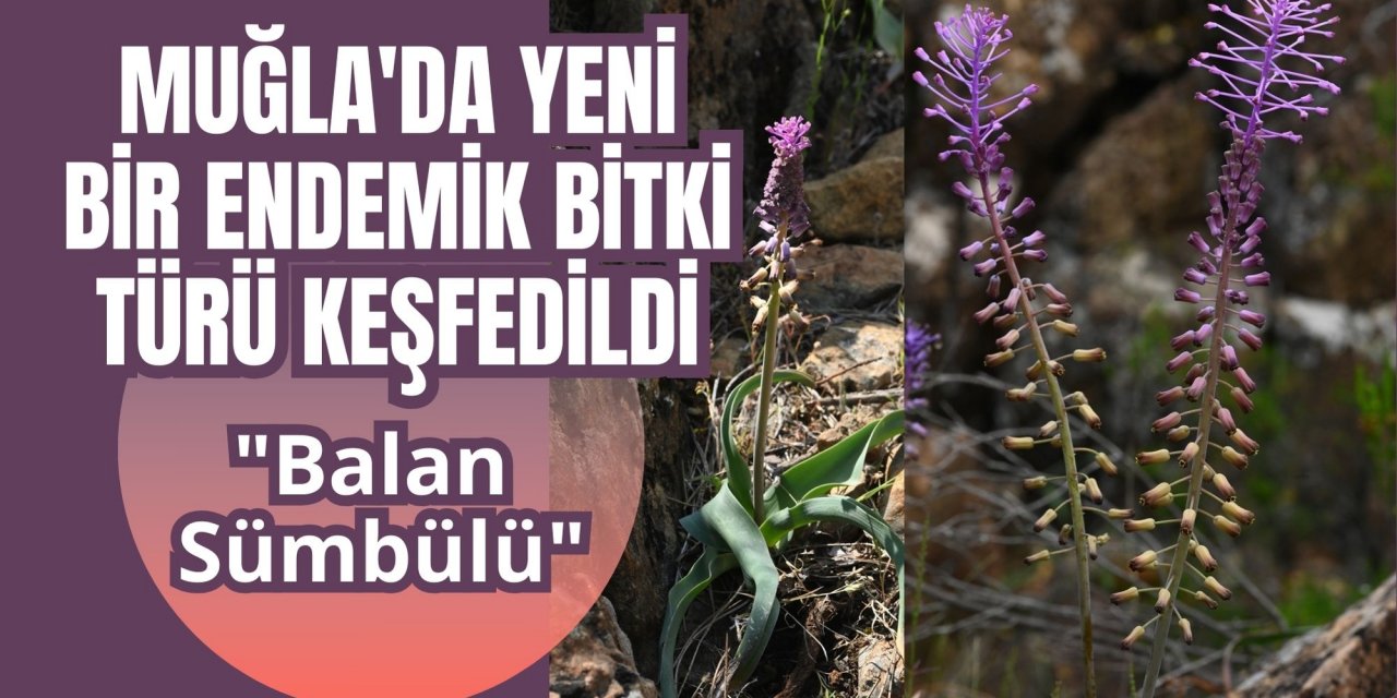 Muğla'da yeni bir endemik bitki türü keşfedildi