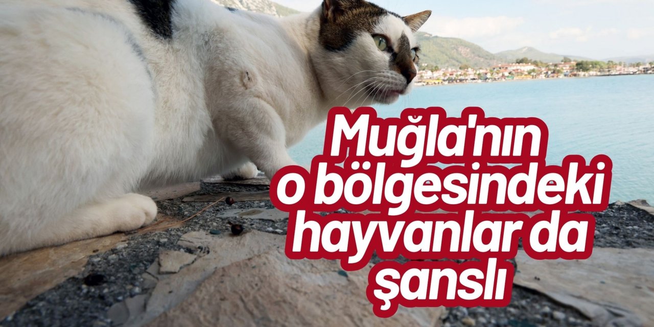 Muğla'nın o bölgesindeki hayvanlar da şanslı