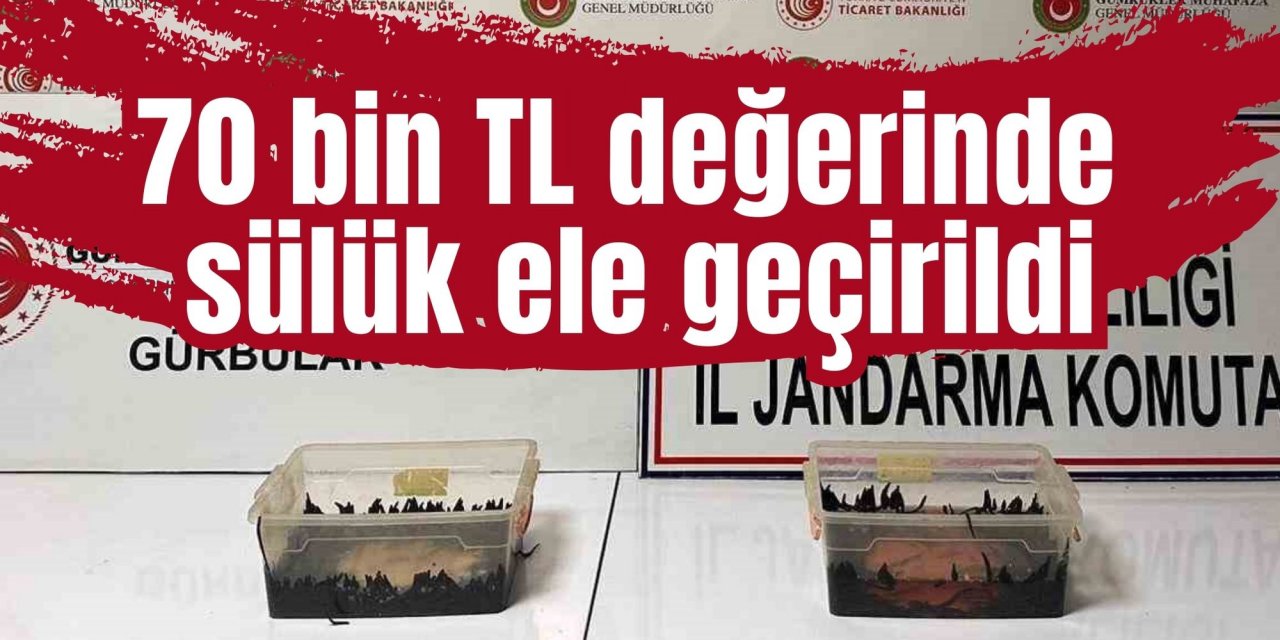 70 bin TL değerinde sülük ele geçirildi