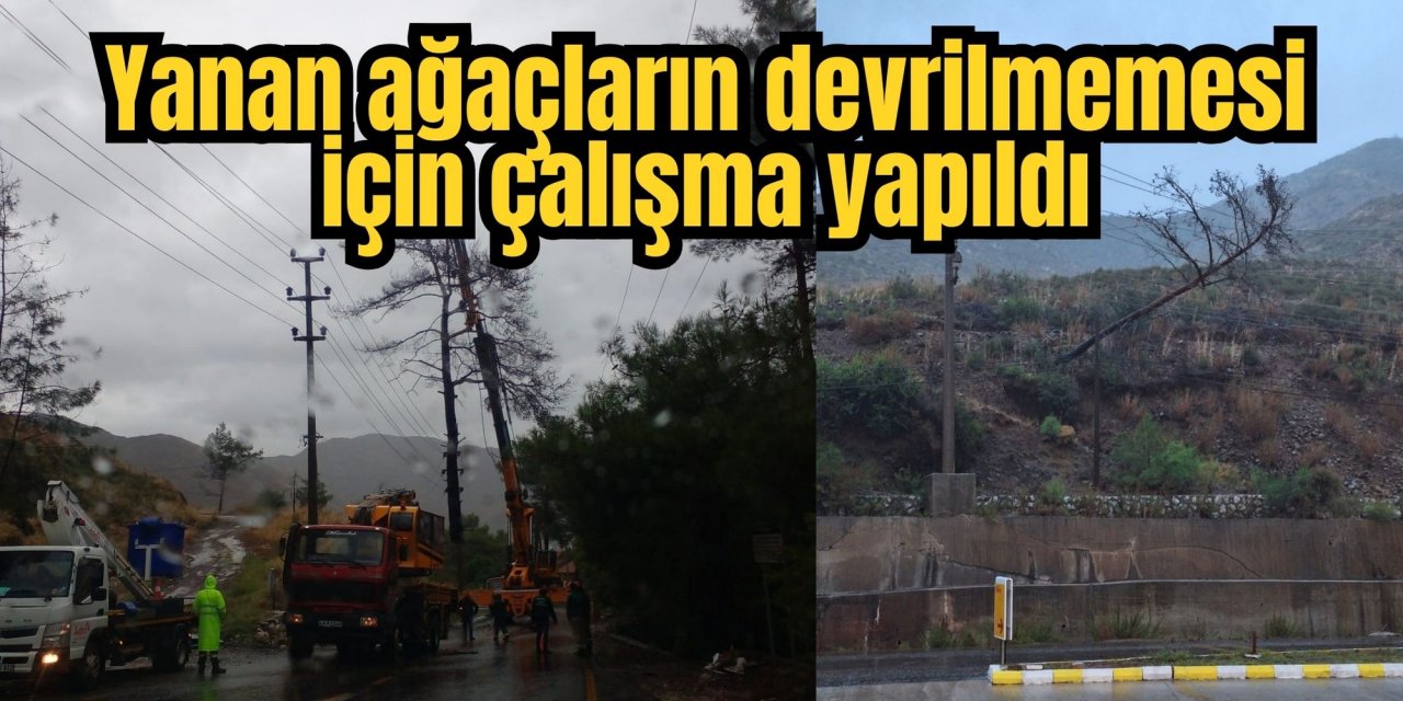 Yanan ağaçların devrilmemesi için çalışma yapıldı
