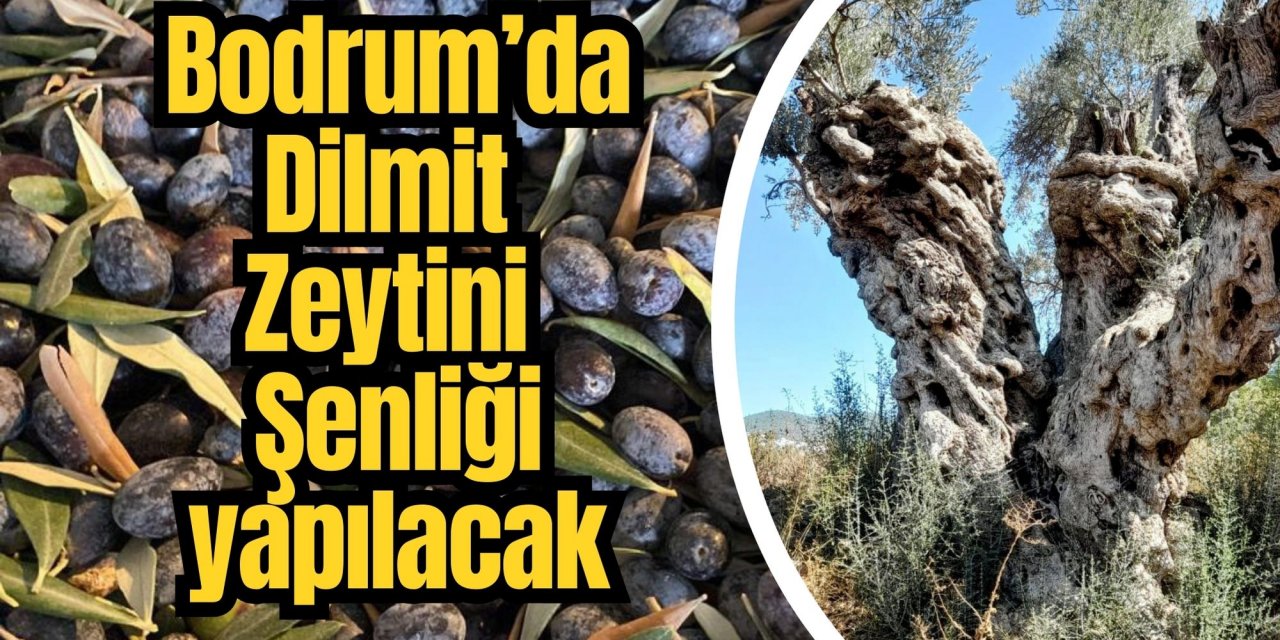 Bodrum’da Dilmit Zeytini Şenliği yapılacak