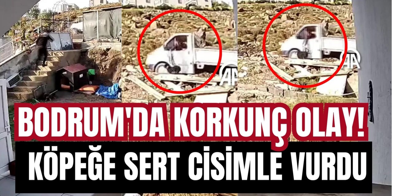 Bodrum'da korkunç olay! Köpeğe sert cisimle vurdu
