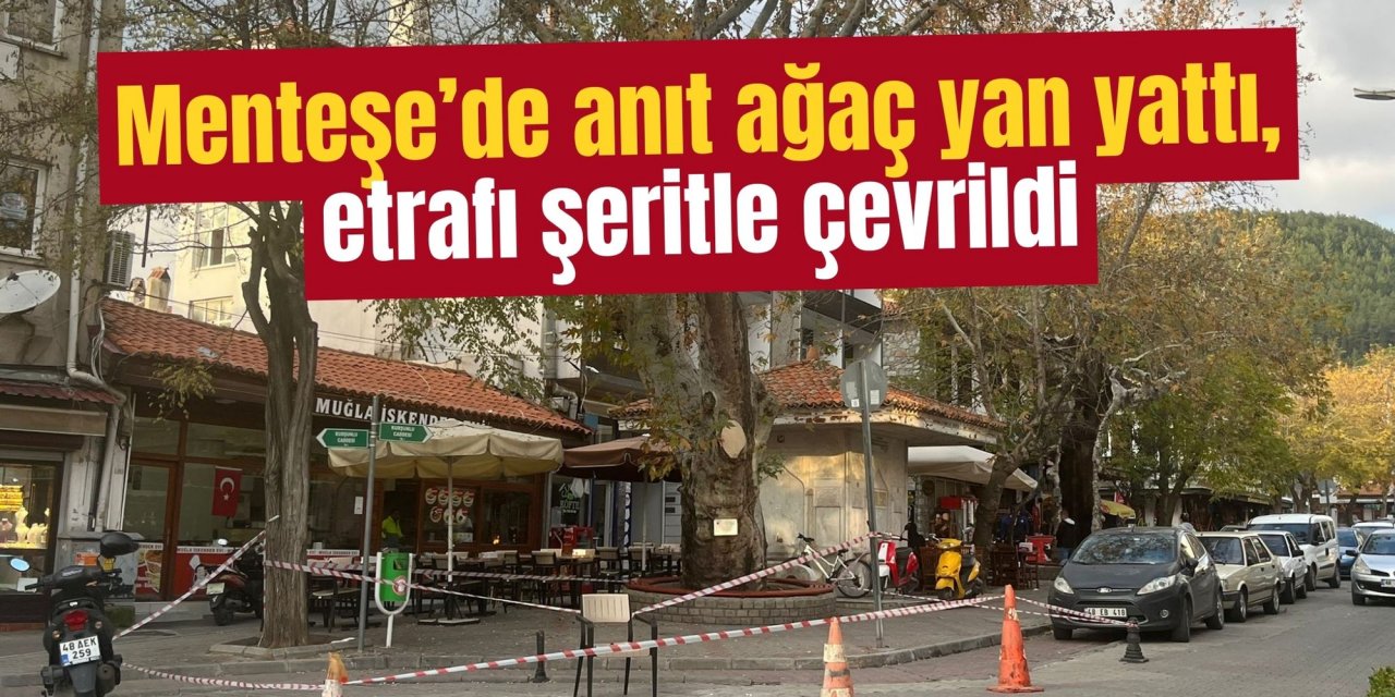 Menteşe’de anıt ağaç yan yattı, etrafı şeritle çevrildi