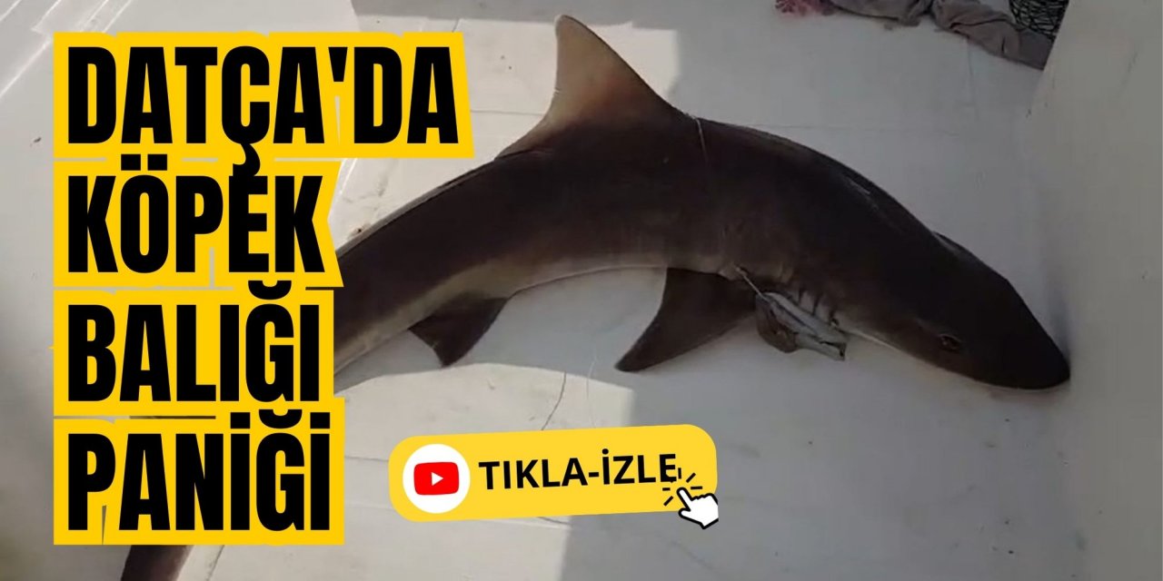 Datça'da köpek balığı paniği...