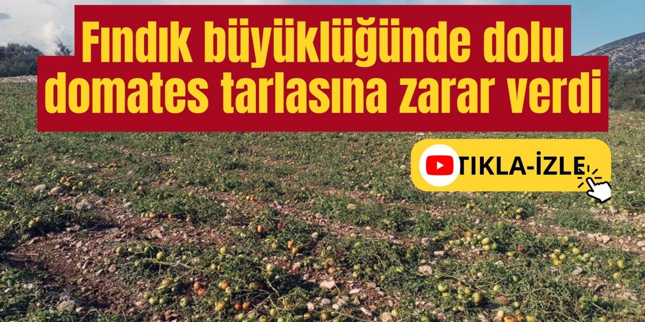 Muğla'da fındık büyüklüğünde dolu domates tarlasına zarar verdi