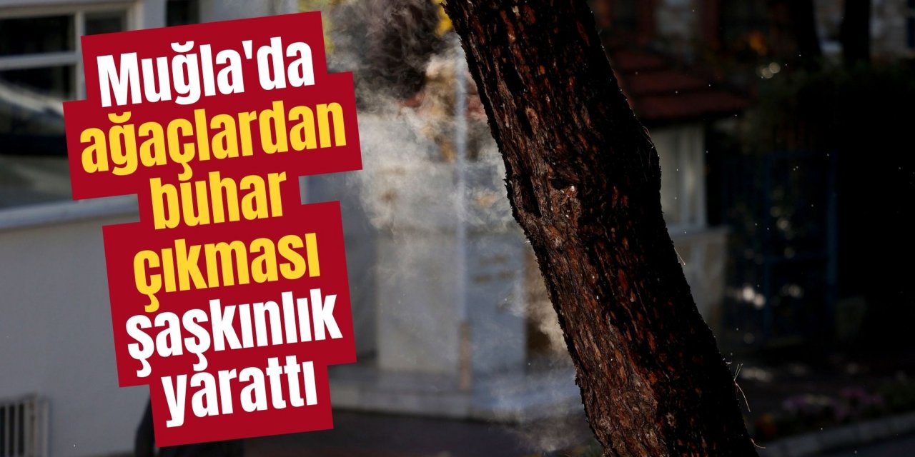 Muğla'da ağaçlardan buhar çıkması şaşkınlık yarattı