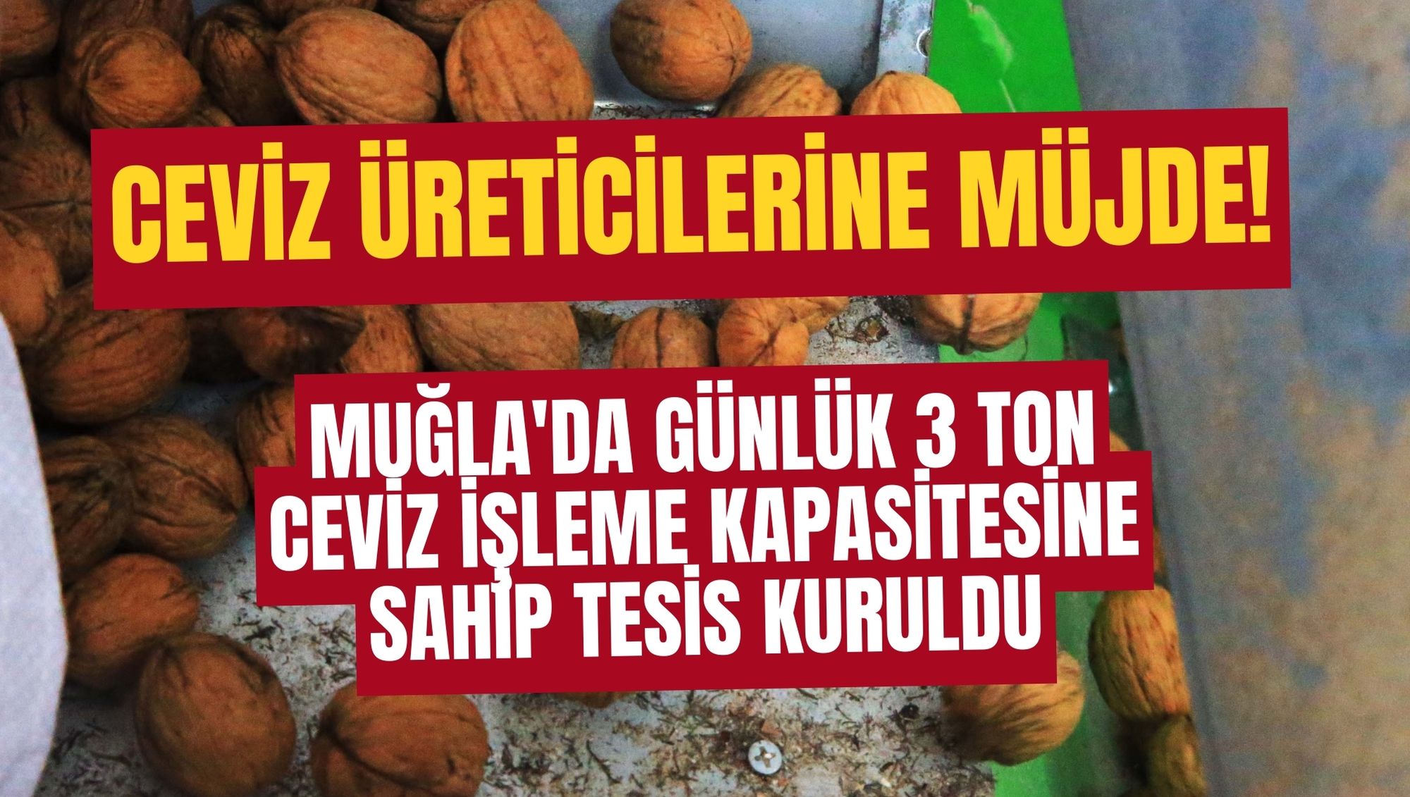 Muğla'da günlük 3 ton ceviz işleme kapasitesine sahip tesis kuruldu