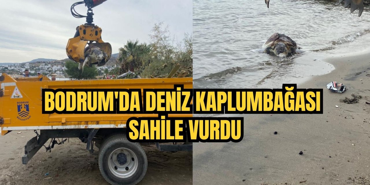 Bodrum'da deniz kaplumbağası sahile vurdu