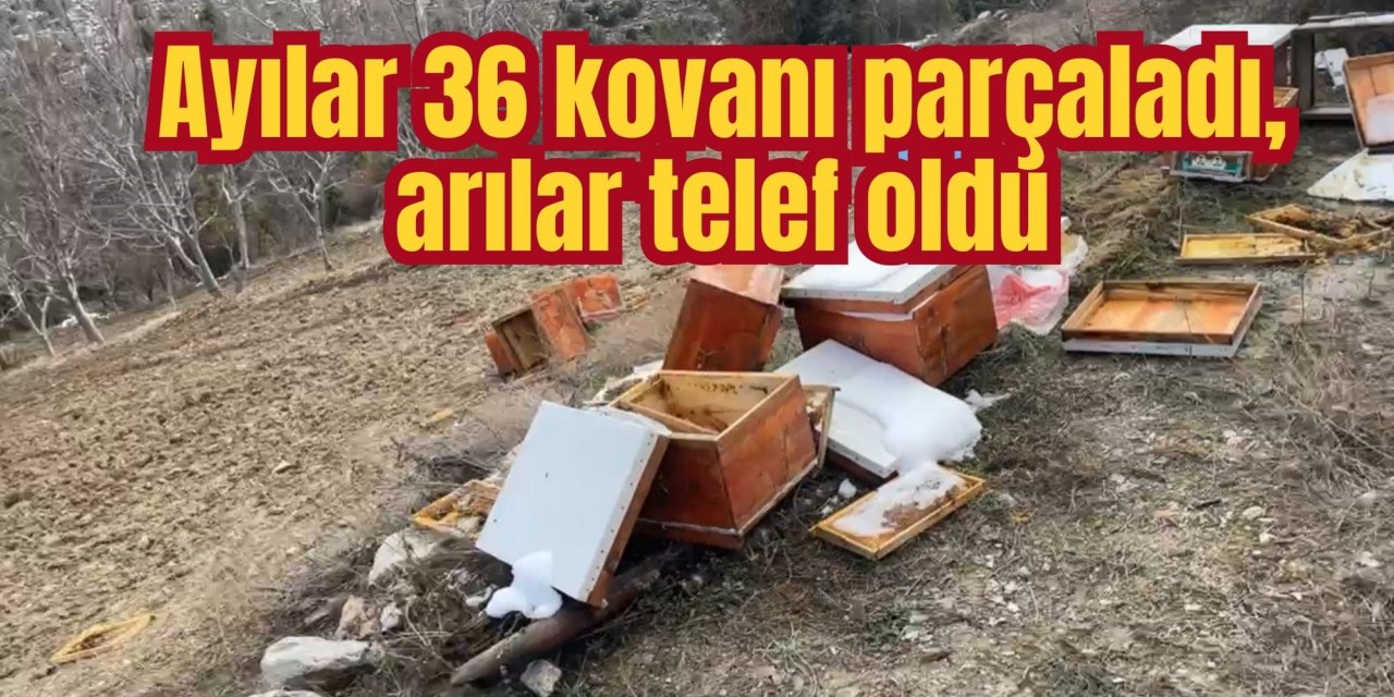 Ayılar 36 kovanı parçaladı, arılar telef oldu