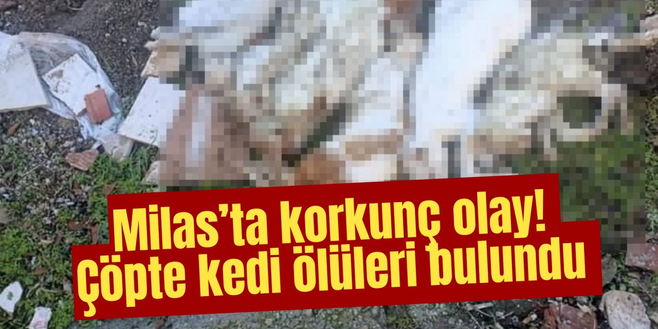 Milas’ta korkunç olay! Çöpte kedi ölüleri bulundu