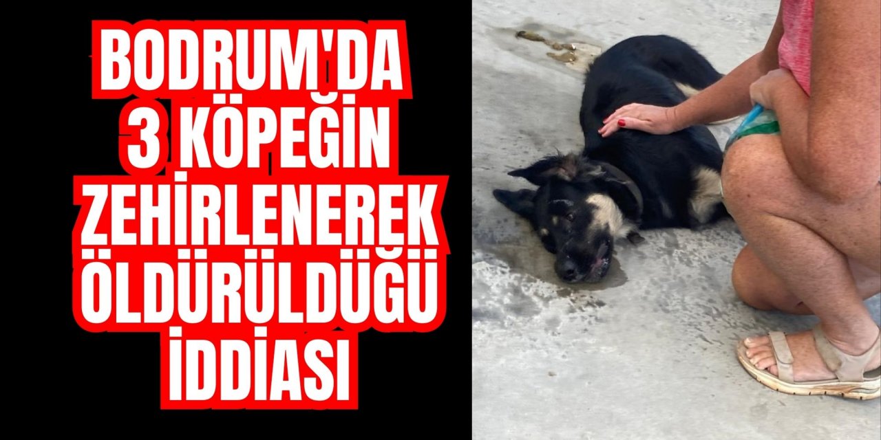 Bodrum'da 3 köpeğin zehirlenerek öldürüldüğü iddiası