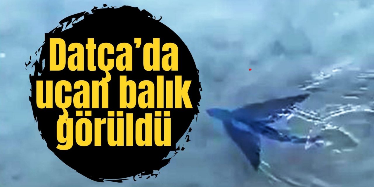 Datça’da uçan balık görüldü