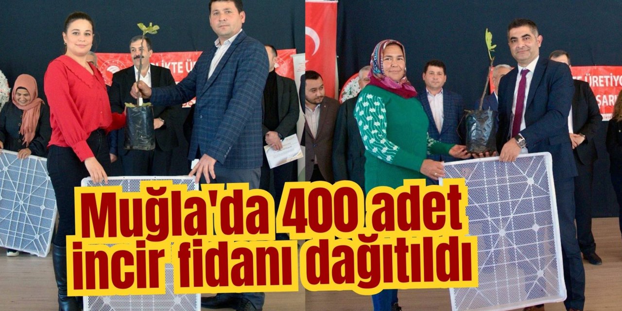 Muğla'da 400 adet incir fidanı dağıtıldı