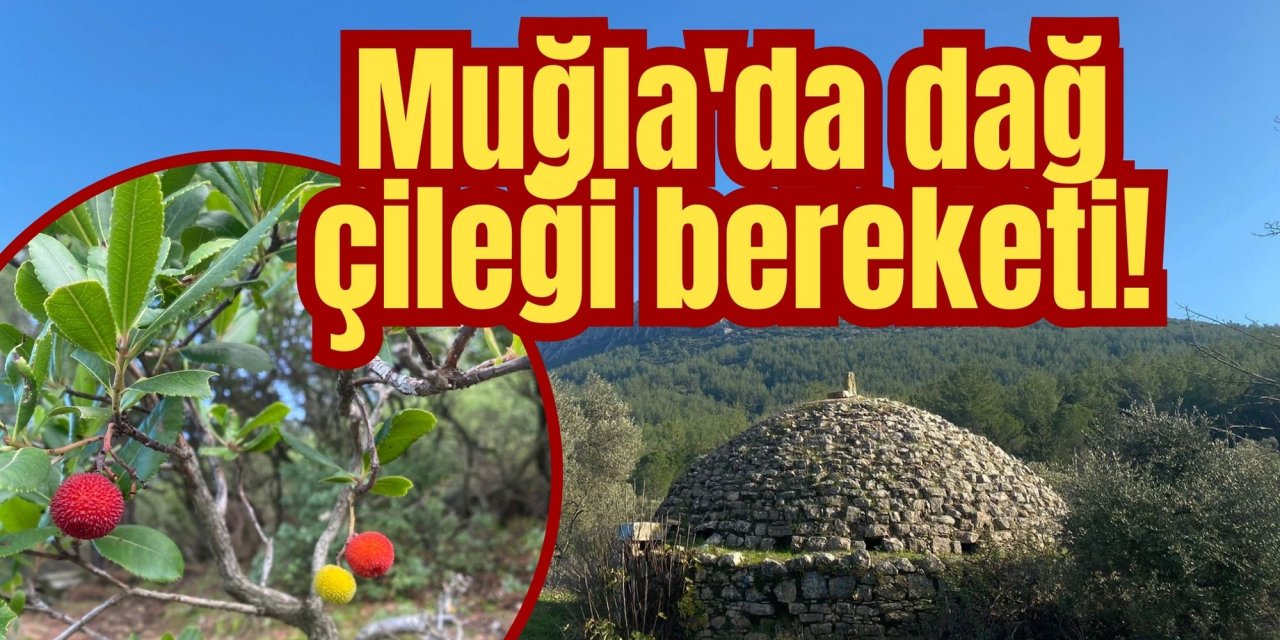 Muğla'da dağ çileği bereketi!