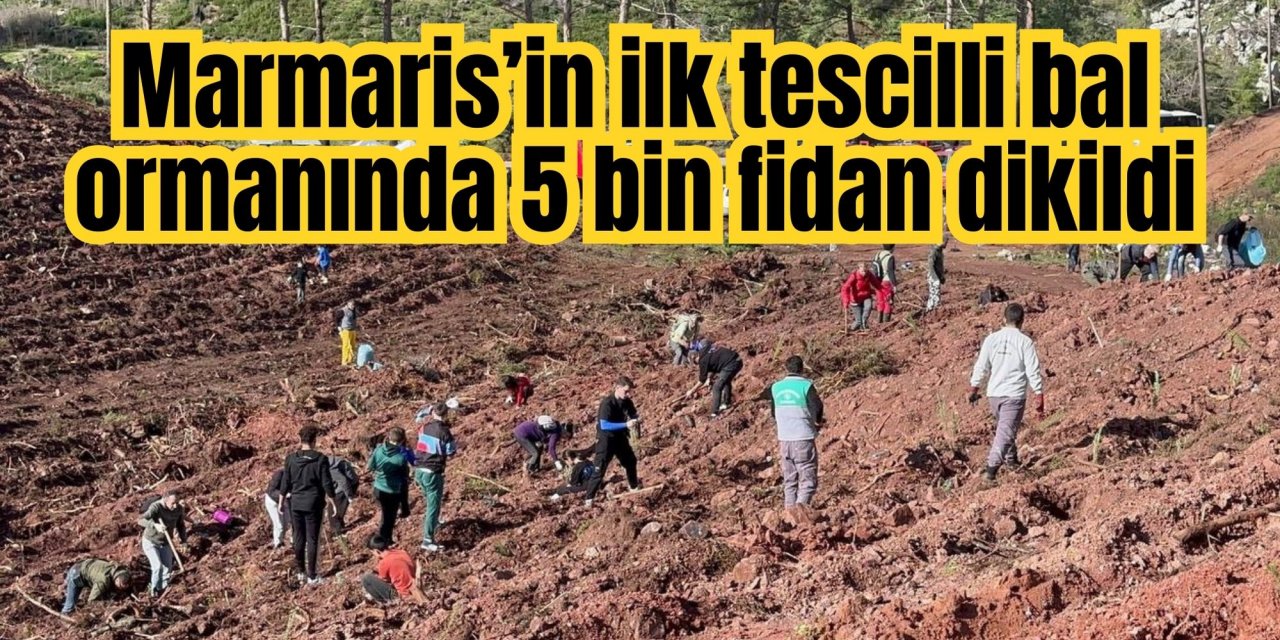 Marmaris’in ilk tescilli bal ormanında 5 bin fidan dikildi