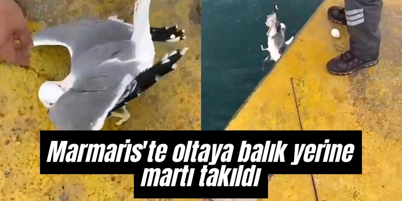 Marmaris'te oltaya balık yerine martı takıldı