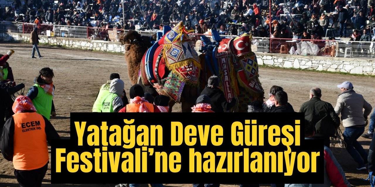 Yatağan, Deve Güreşi Festivali’ne hazırlanıyor
