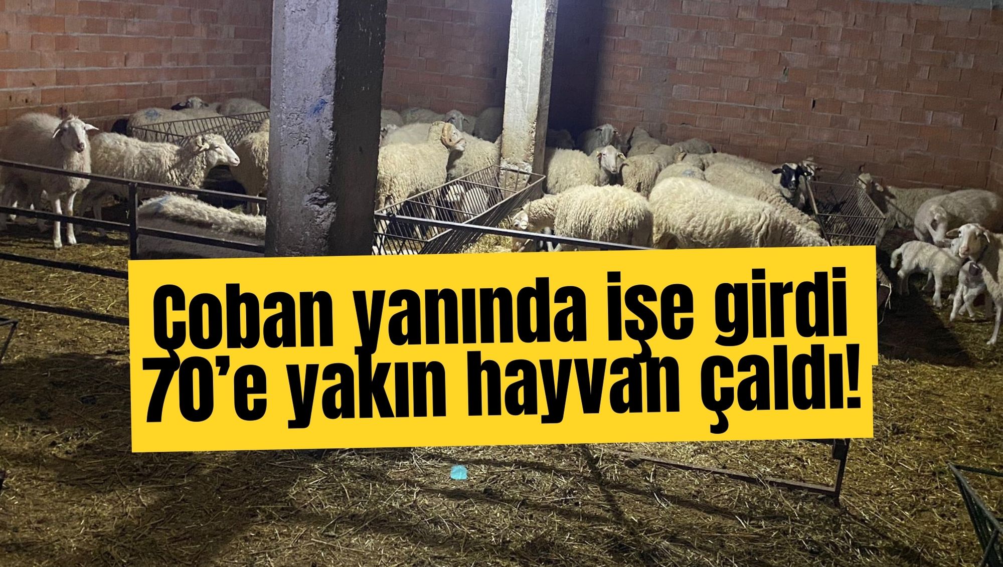 Çoban yanında işe girdi! 70’e yakın hayvan çaldı!