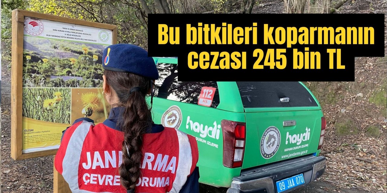 Bu bitkileri koparmanın cezası 245 bin TL