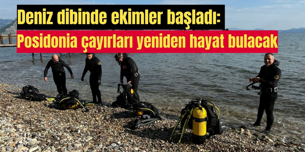 Deniz dibinde ekimler başladı: Posidonia çayırları yeniden hayat bulacak