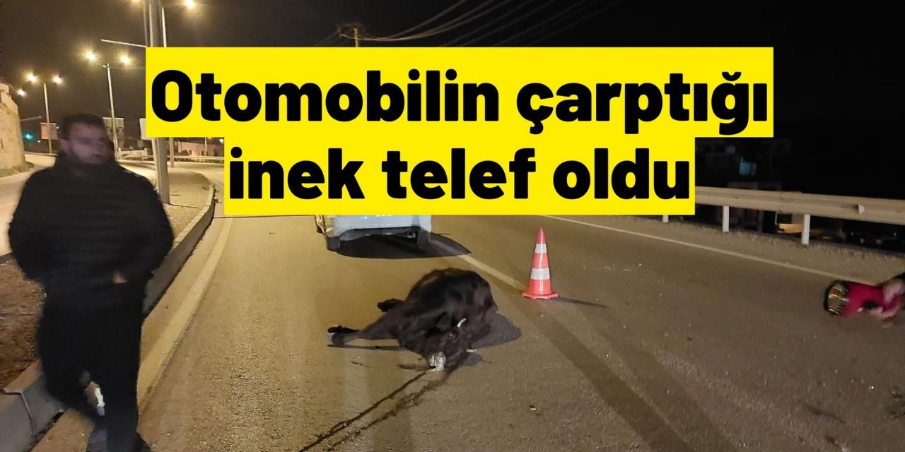 Otomobilin çarptığı inek telef oldu