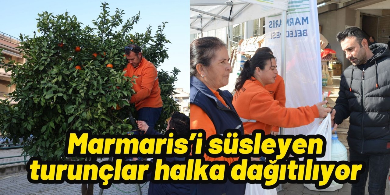 Marmaris’i süsleyen turunçlar halka dağıtılıyor