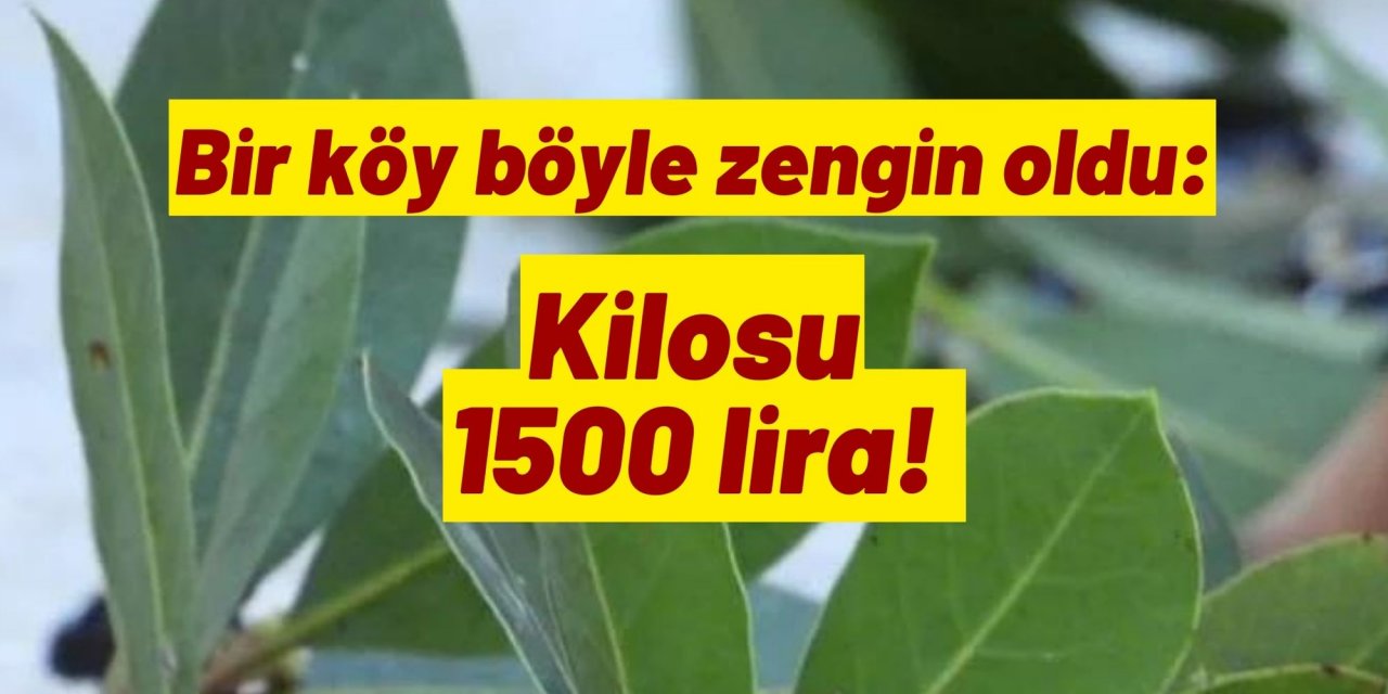 Bir köy böyle zengin oldu: Kilosu 1500 lira!