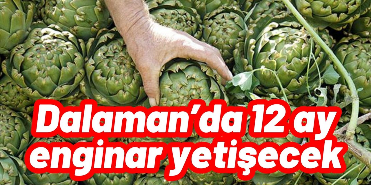 Dalaman’da 12 ay enginar yetişecek