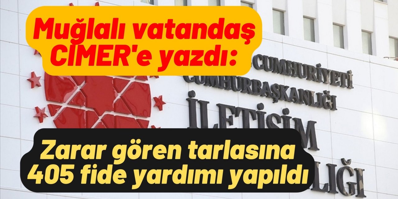 Muğlalı vatandaş CİMER'e yazdı: Zarar gören tarlasına 405 fide yardımı yapıldı