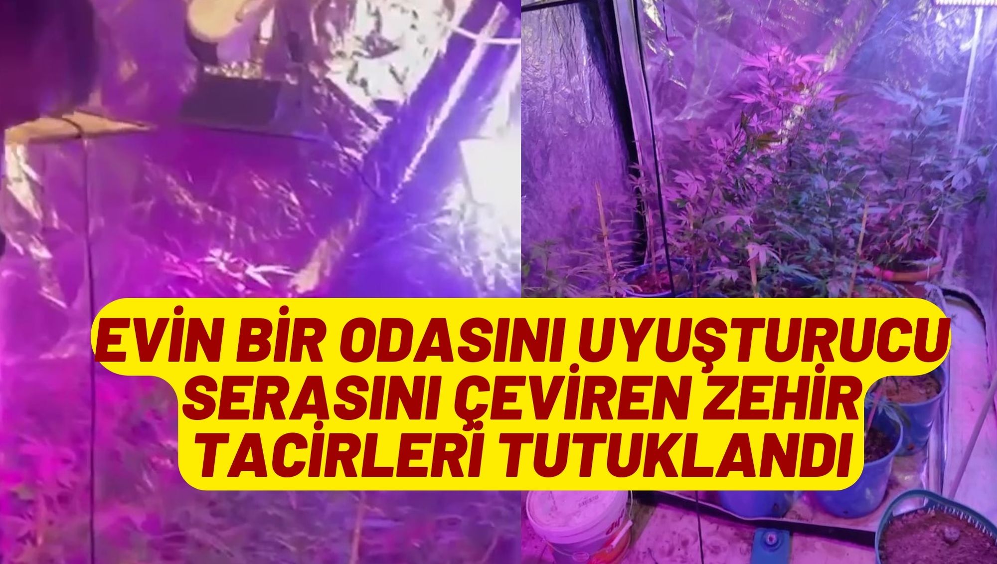 Evin bir odasını uyuşturucu serasını çeviren zehir tacirleri tutuklandı
